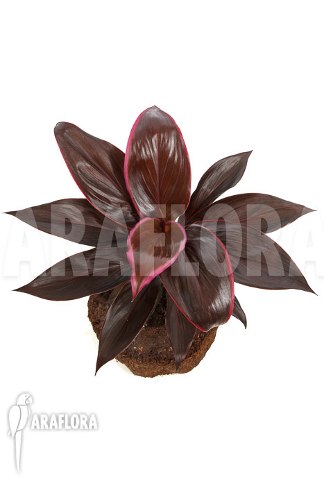 Cordyline fruticosa ‘Mambo’