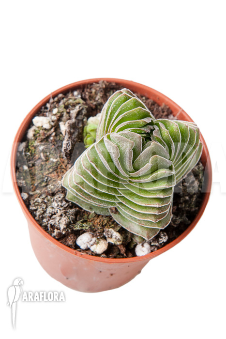 Crassula ‘Buddha’s temple’ ‘S’