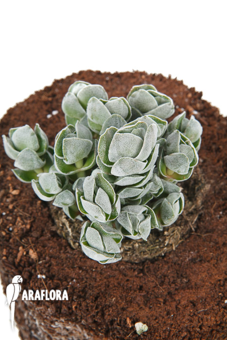 Crassula deceptor