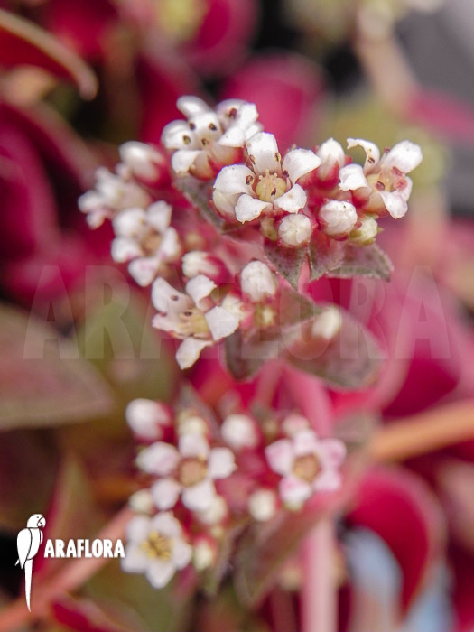 Crassula exilis subs. Picturata