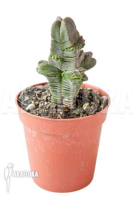 Crassula pyramidalis ‘S’