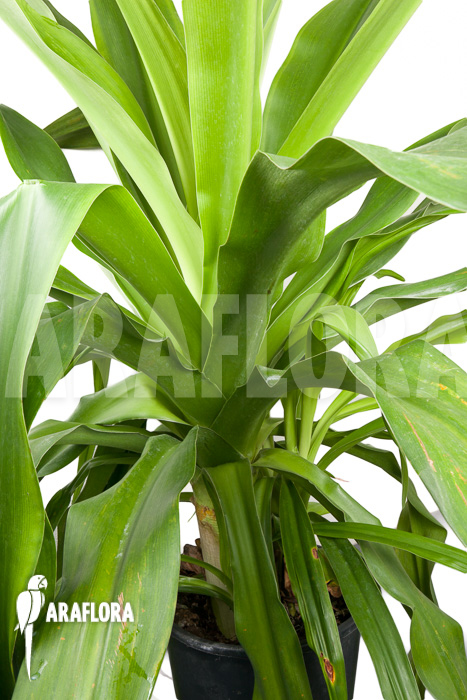 Crinum-asiaticum-XXL-3