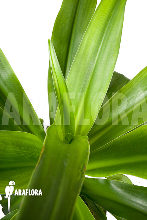 Crinum-asiaticum-XXL-4