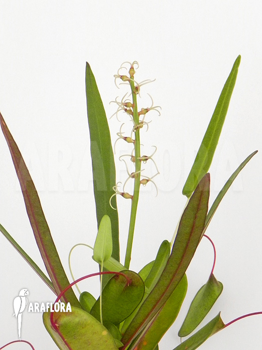 Croton x Bell flower