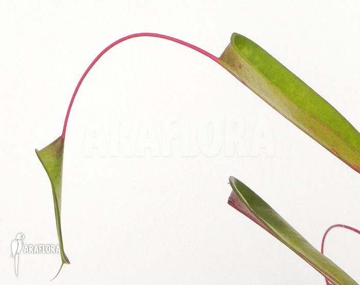 Croton x Bell flower