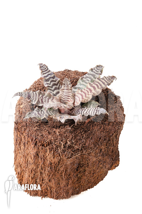 Cryptanthus fosterianus