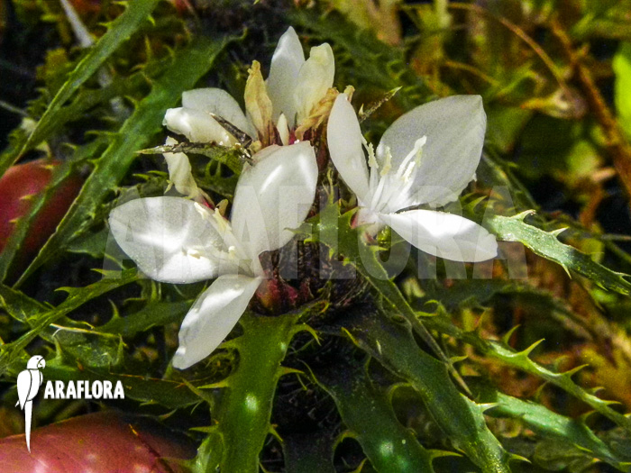 Cryptanthus microglazioui