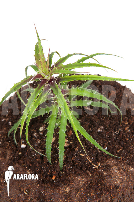 Cryptanthus microglazioui ‘Starter’