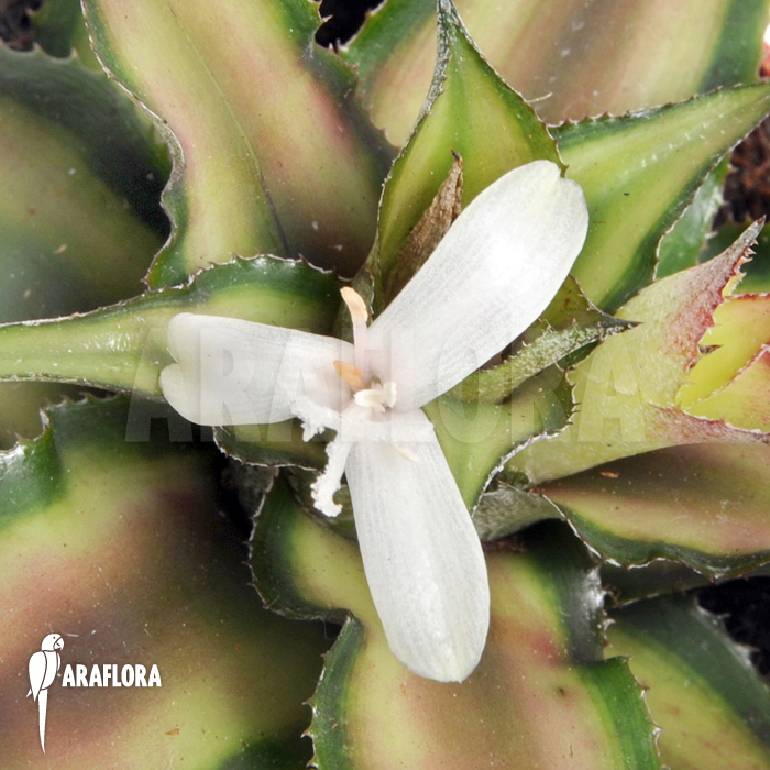 Cryptanthus x ‘Pink Starlight’
