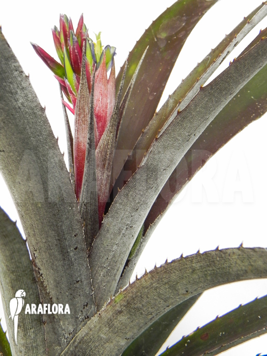 Cryptbergia x ‘Red Burst’ flower