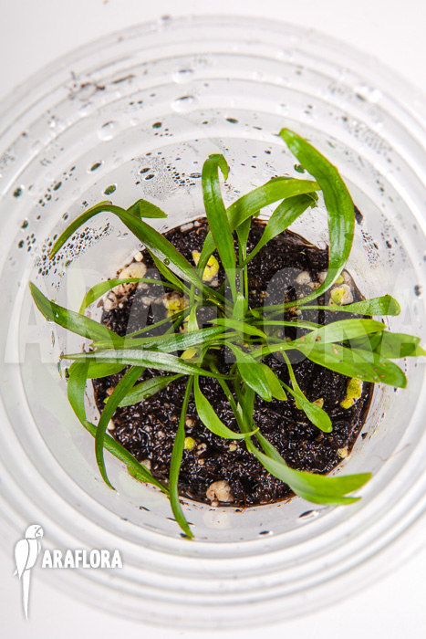 Cryptocoryne x willisii