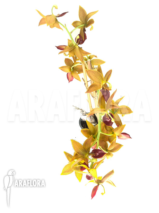 Cycnoches ‘Red Crown’