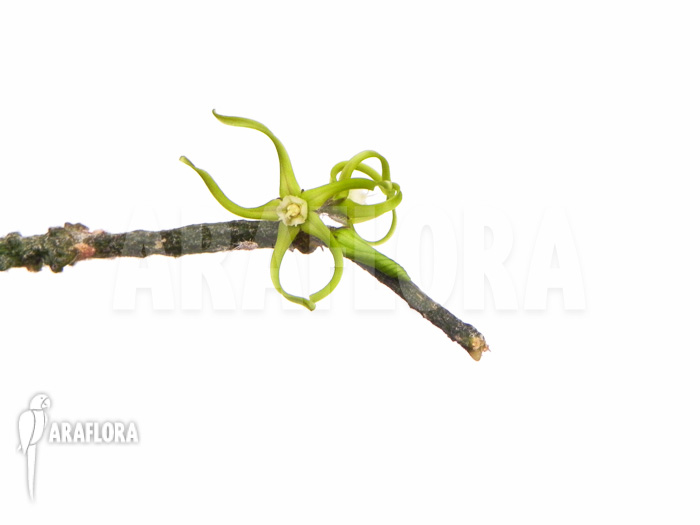 Cynanchum marnierianum