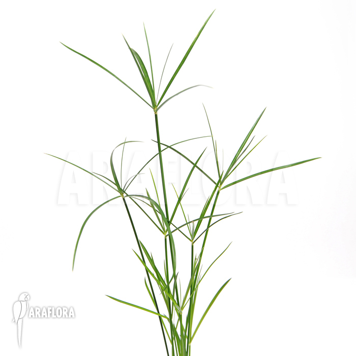 Cyperus alternifolius ‘Mini’