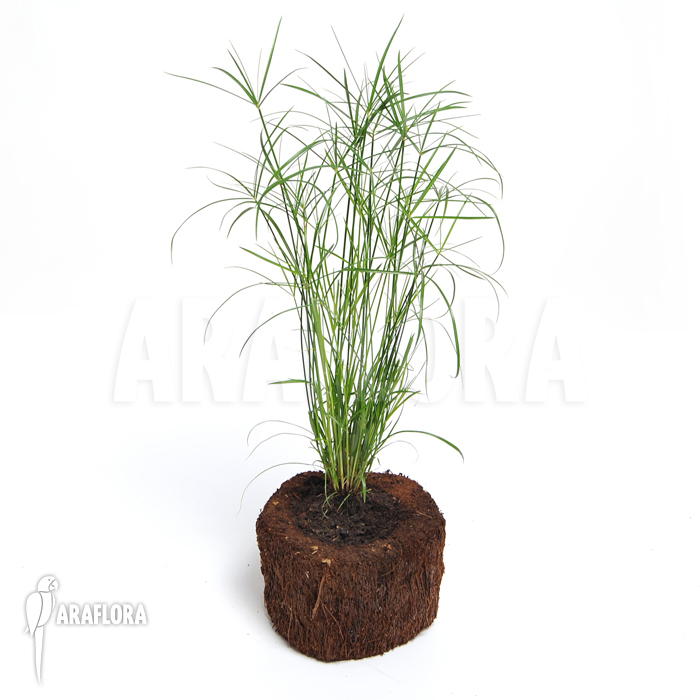 Cyperus alternifolius ‘Mini’