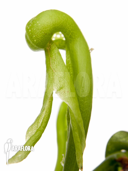 Darlingtonia californica Long Fang