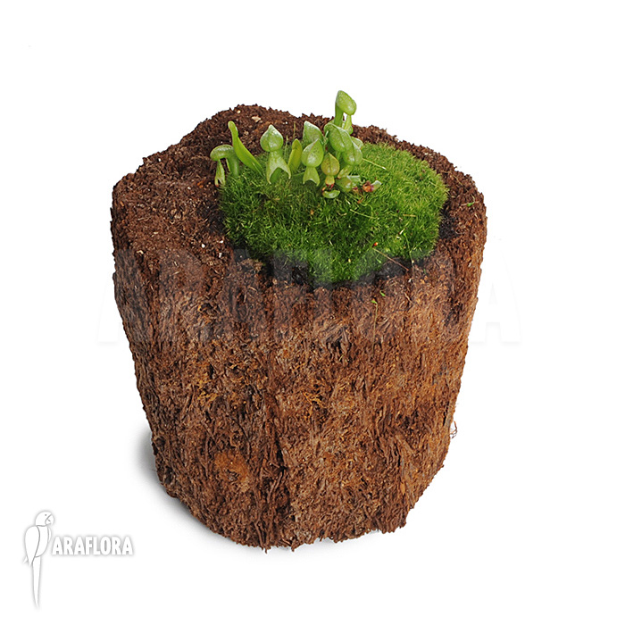 Darlingtonia californica ‘M’