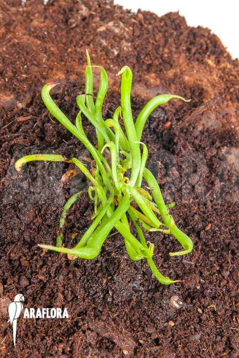 Darlingtonia californica ‘Starter’