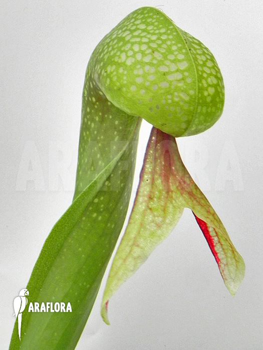 Darlingtonia californica ‘XL’