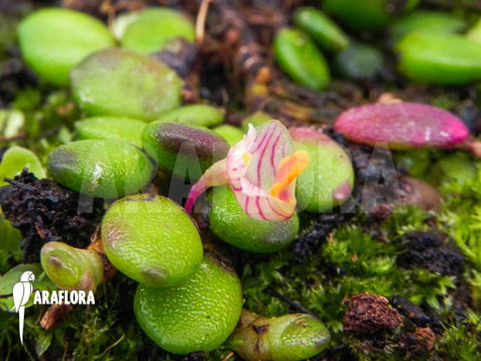 Davejonesia lichenastra syn Dendrobium lichenastrum