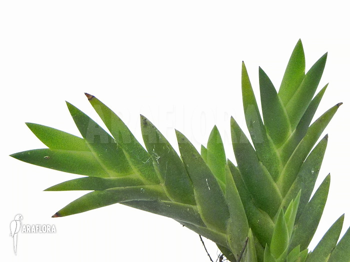 Dendrobium cultratum