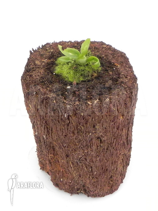 Dendrobium delacourii