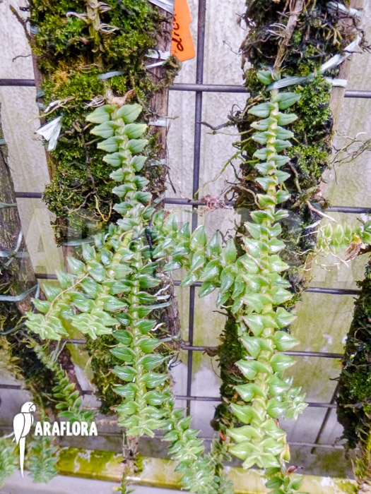 Dendrobium dichaeoides