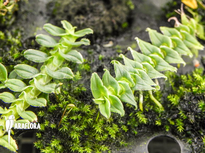 Dendrobium dichaeoides