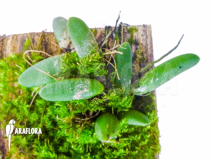 Dendrobium lichenastrum