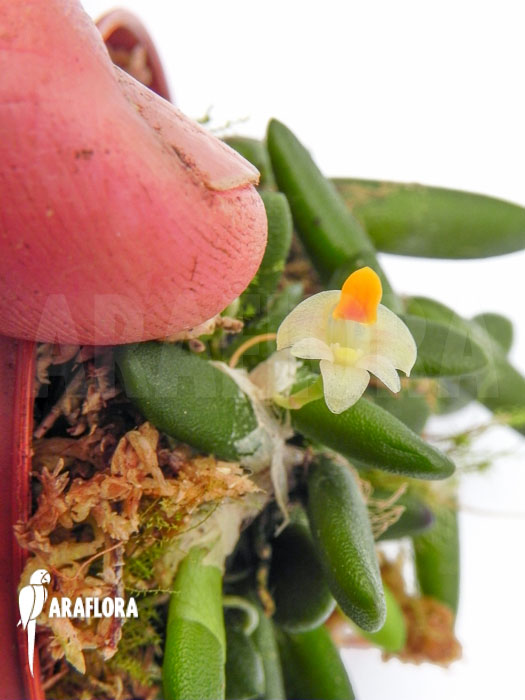 Dendrobium lichenastrum flower