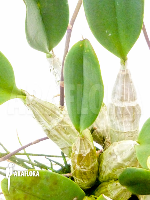 Dendrobium lindleyi ‘Aggregatum’