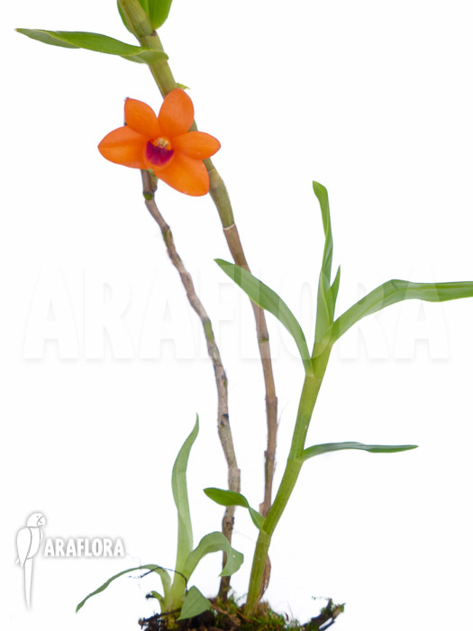 Dendrobium mohlianum