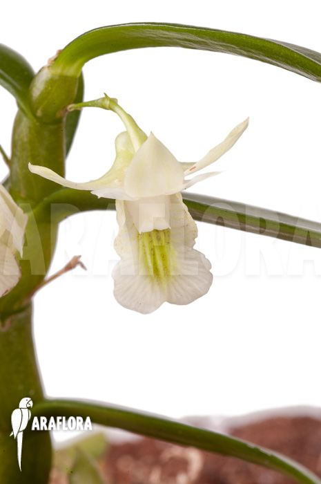 Dendrobium oligophyllum