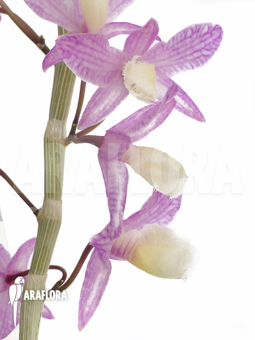 Dendrobium pierardii x loddigesii flower