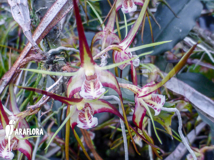 Dendrobium tetragonum