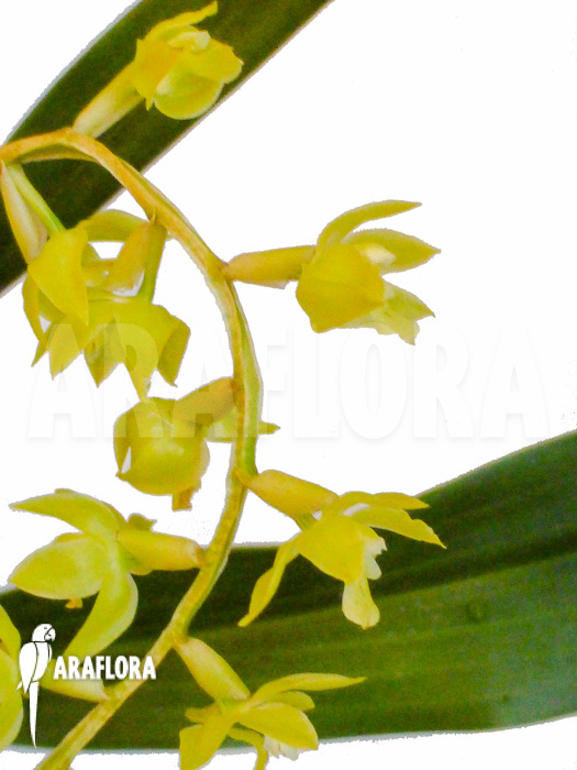Dendrochilum abbreviatum