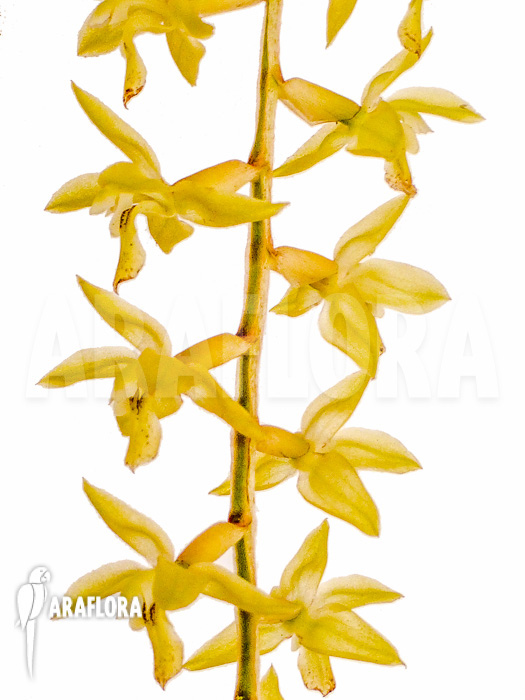 Dendrochilum abbreviatum