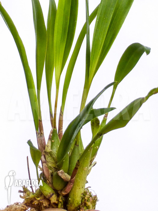 Dendrochilum compactum