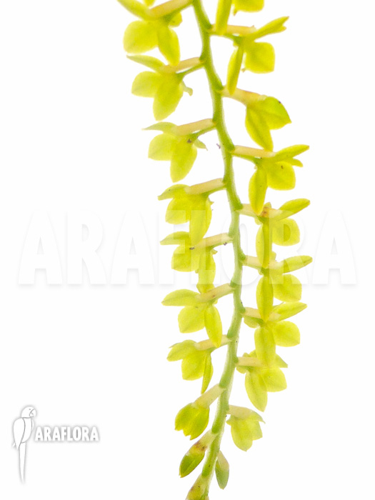 Dendrochilum filiforme Starter