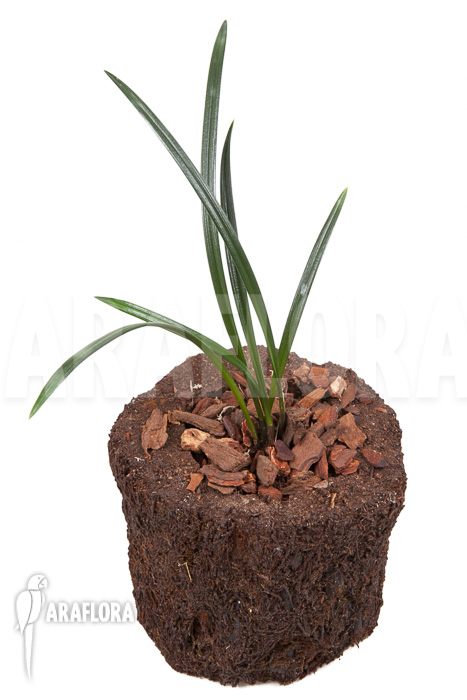 Dendrochilum javieri ‘Yellow’ ‘Starter’