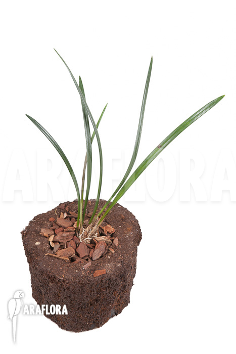 Dendrochilum javieri ‘Yellow’ ‘Starter’