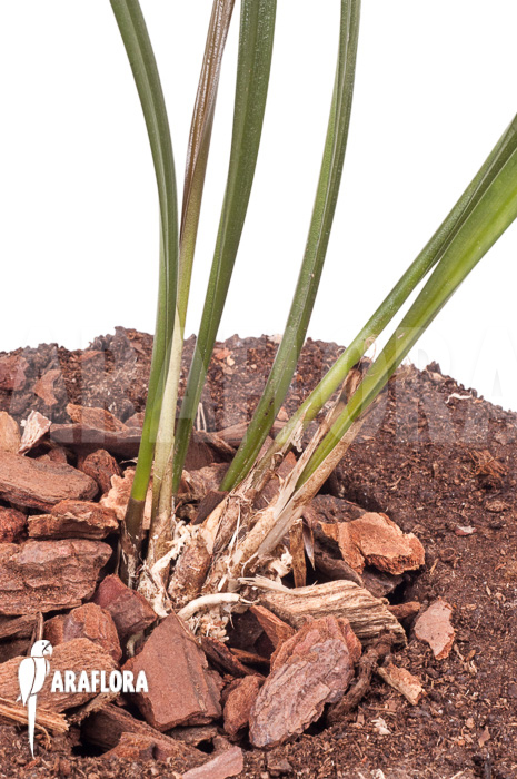 Dendrochilum javieri ‘Yellow’ ‘Starter’