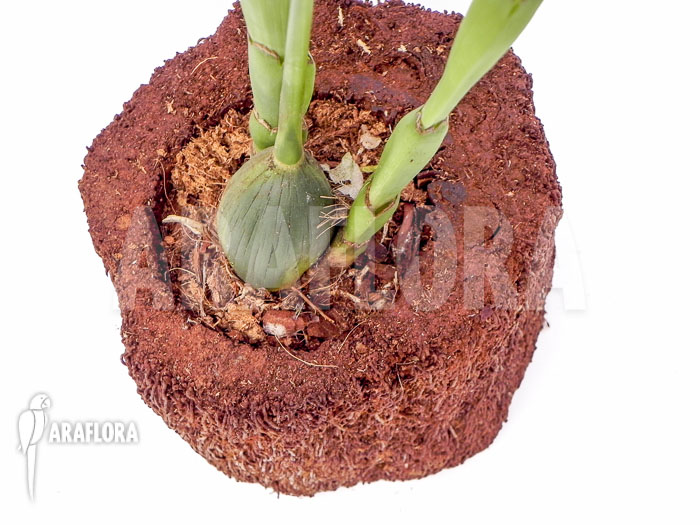 Dendrobium magnum Starter