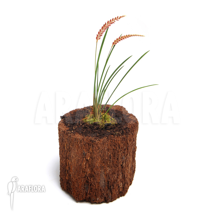 Dendrochilum wenzelii