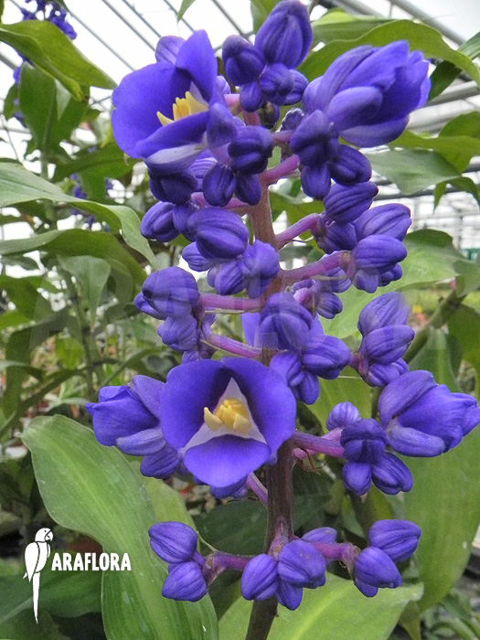 Dichorisandra thyrsiflora