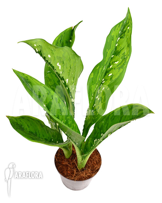 Dieffenbachia hybrid (Crocodile)