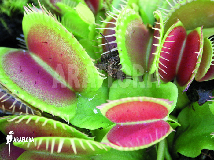 Dionaea muscipula