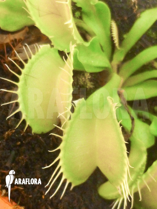 Dionaea muscipula Acer