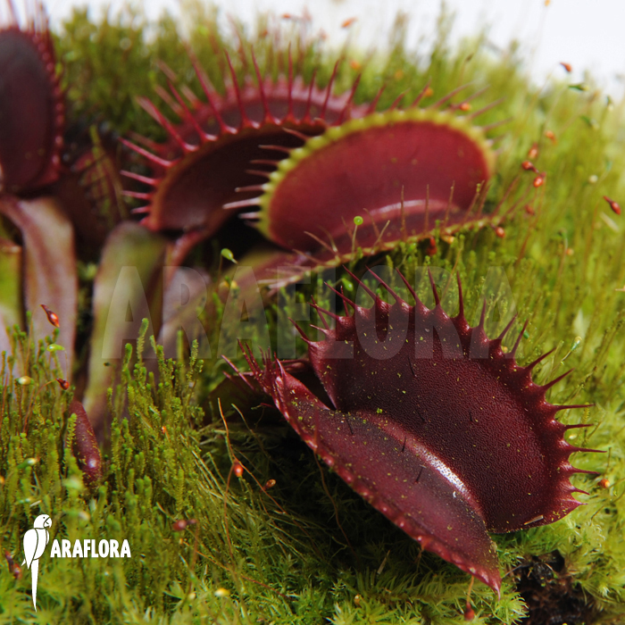 Dionaea muscipula ‘All red’