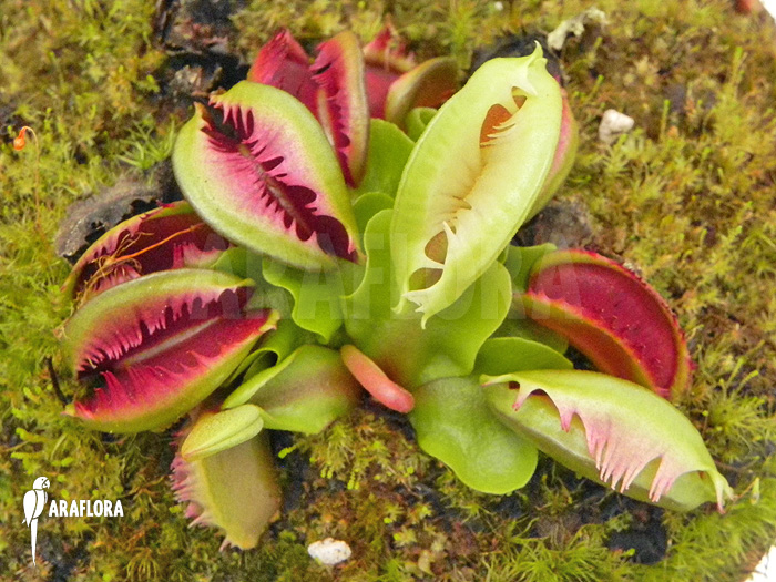 Dionaea muscipula ‘Anamone’